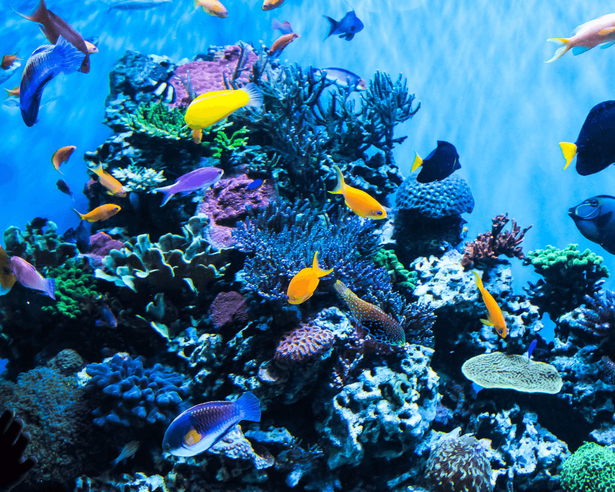 Fish Tanks: Watery Barriers