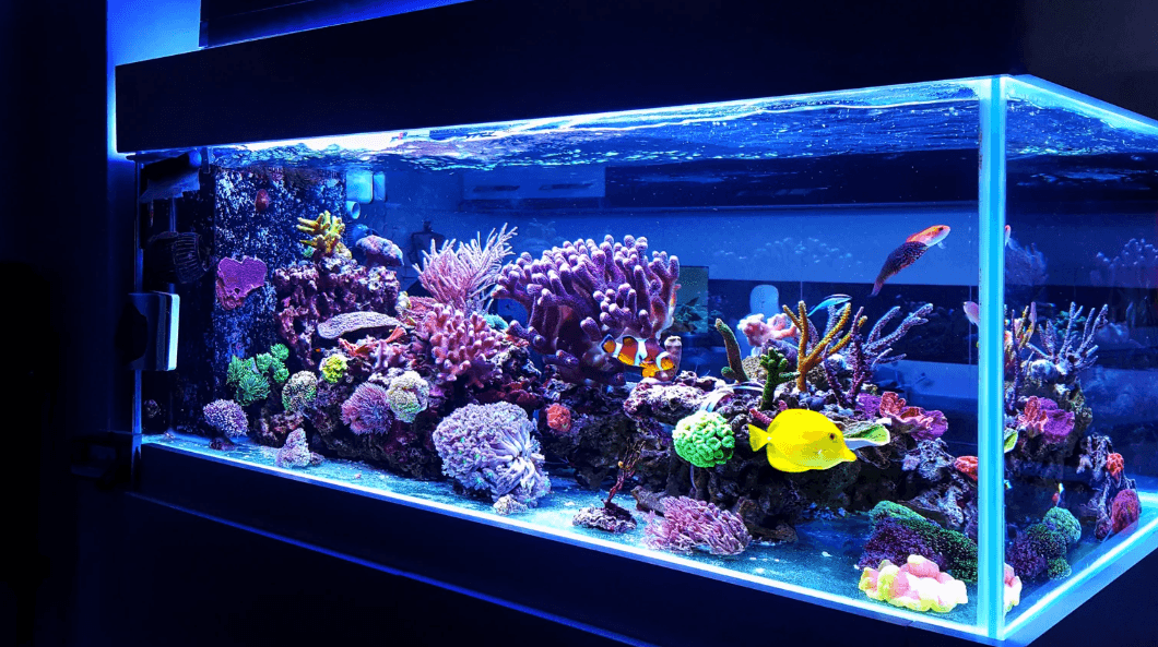 Fish Tanks 