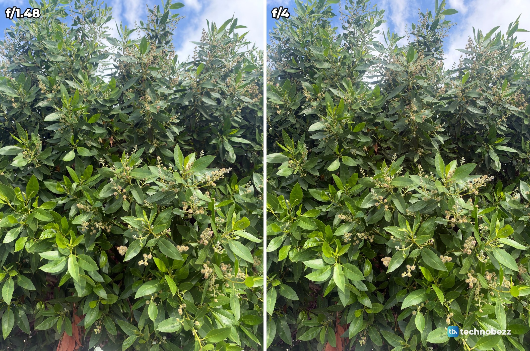 Two photos of a leafy tree against a blue sky, taken at f/1.48 and f/4, that look alike