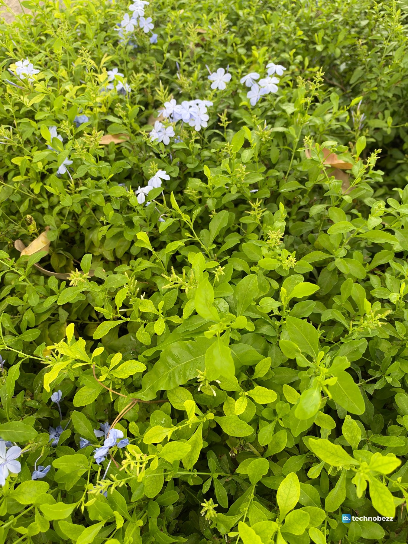 Close view of pale blue plumbago flowers above bright green leaves