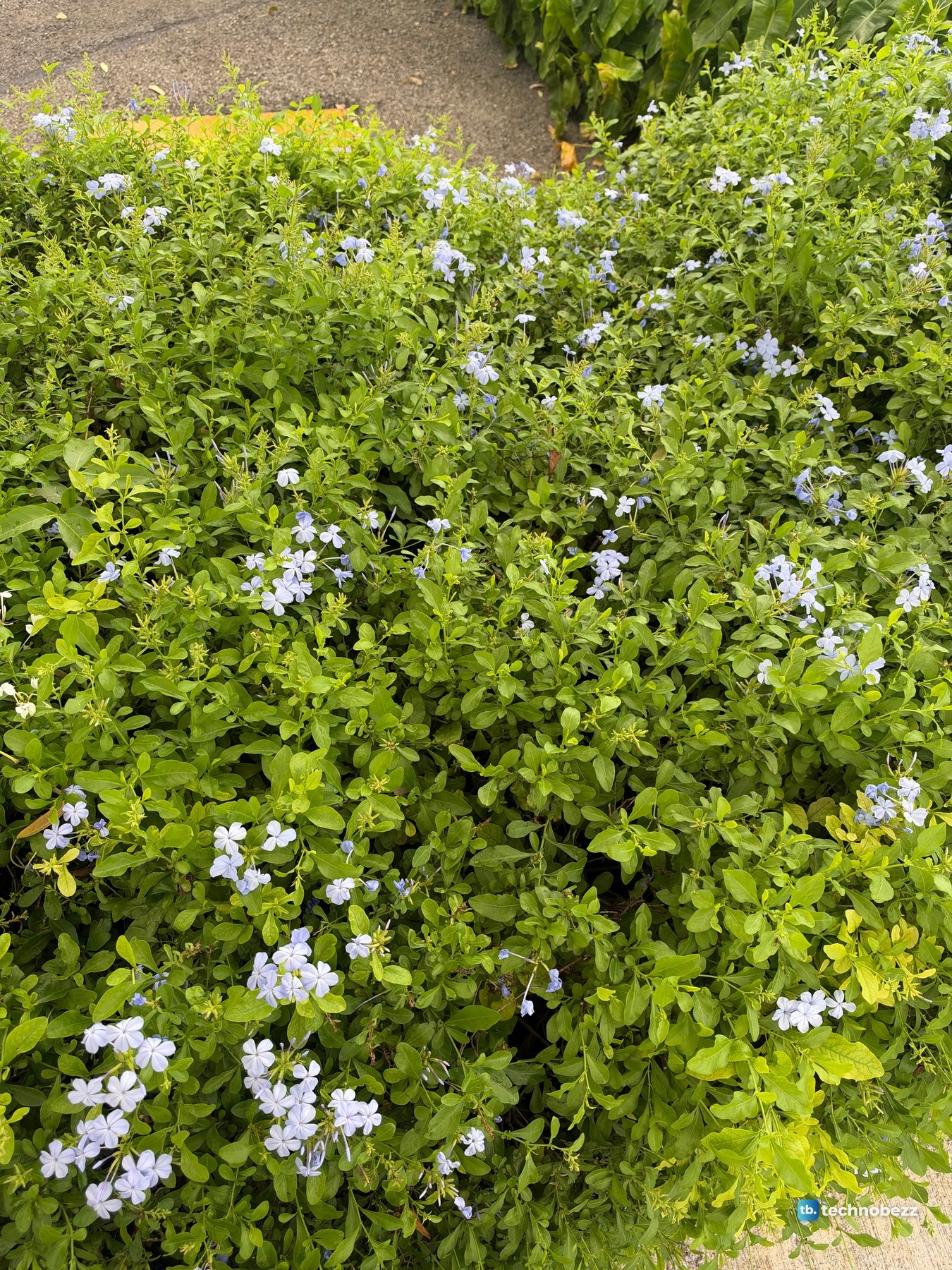 A hedge of small bright green leaves dotted with clusters of pale blue plumbago flowers