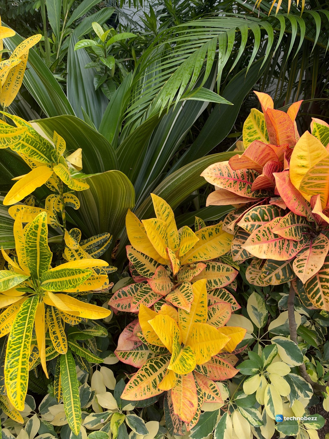 Yellow, pink and orange croton plants in front of broad dark green striped leaves and a palm frond