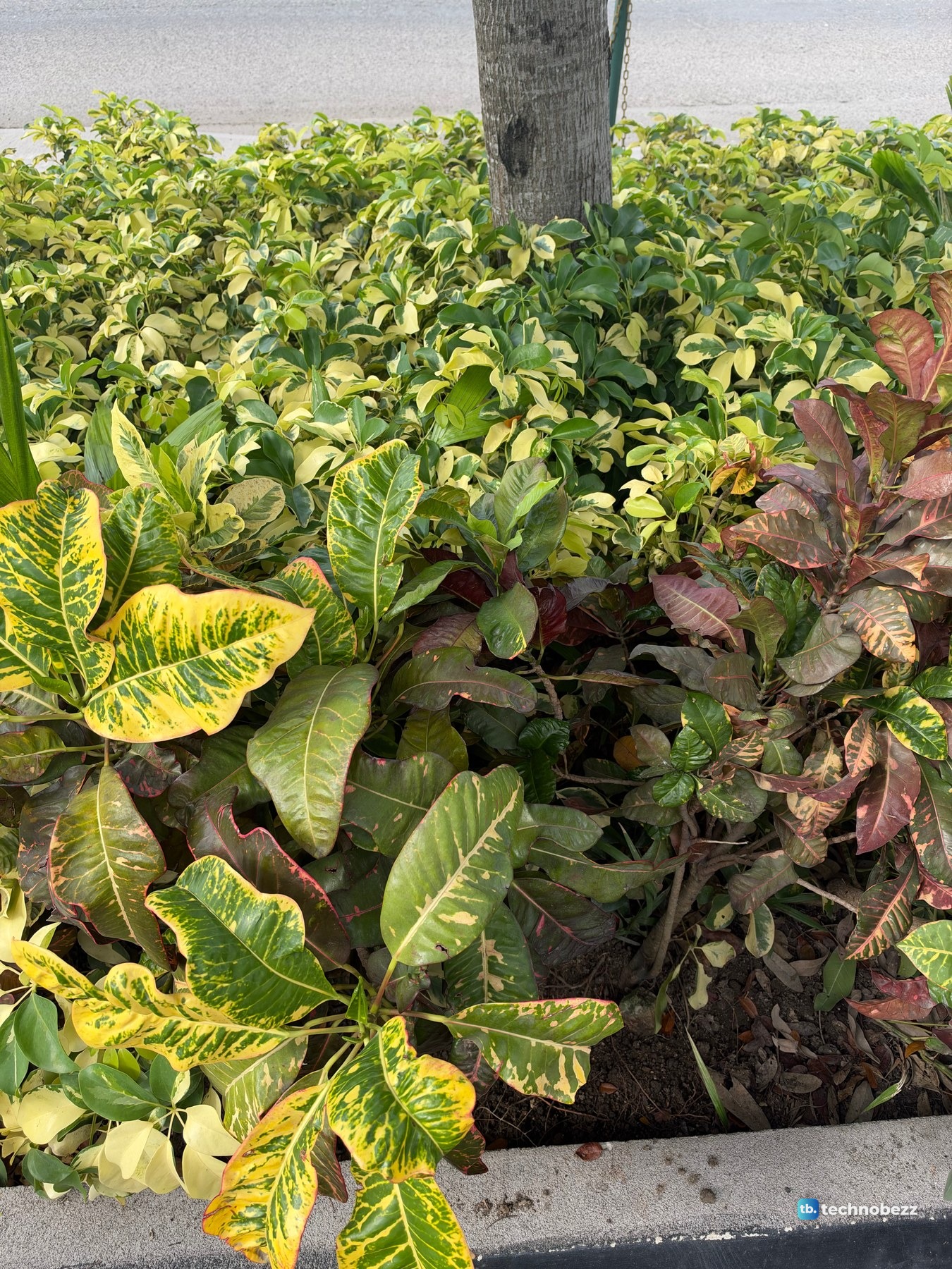 A planter of green and yellow variegated leaves and darker croton plants, with a tree trunk and a road behind