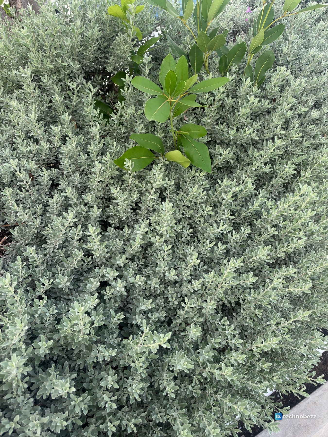 A shrub with small silvery gray-green leaves and a sprig of larger green leaves near the top