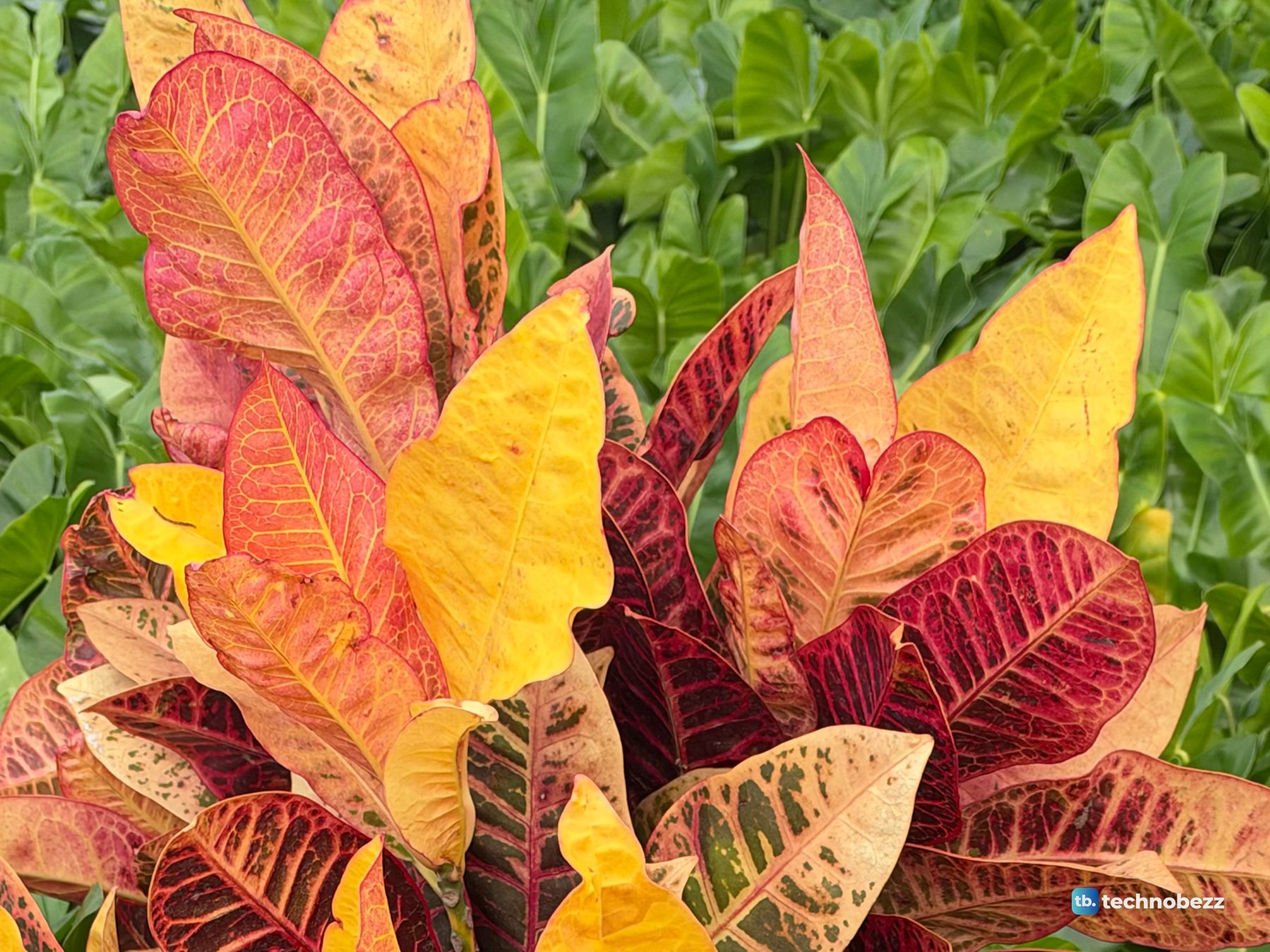 Full-size crop of orange, yellow and dark red croton leaves showing the leaf veins