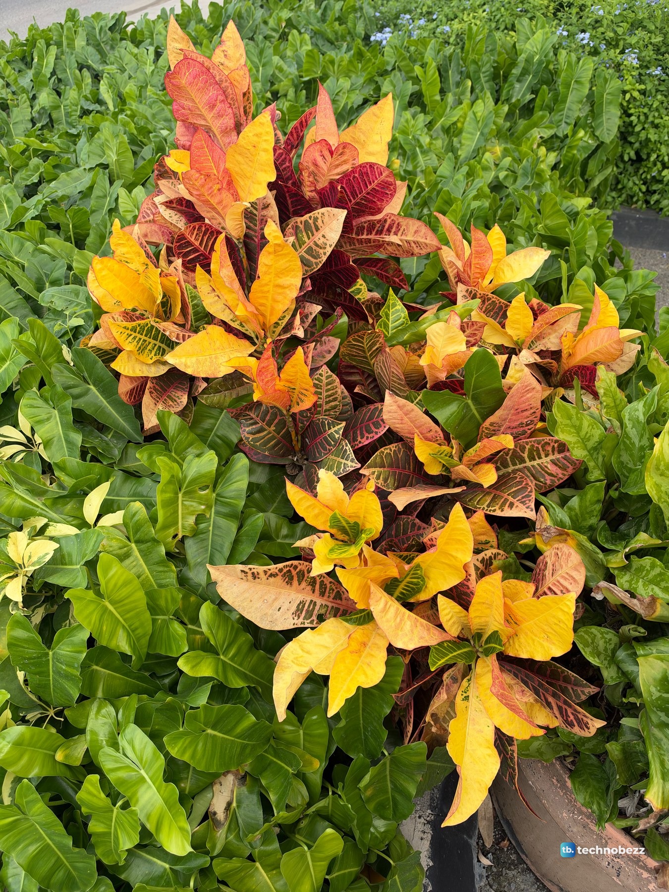 A croton plant with orange, yellow and dark red leaves surrounded by plain green leaves