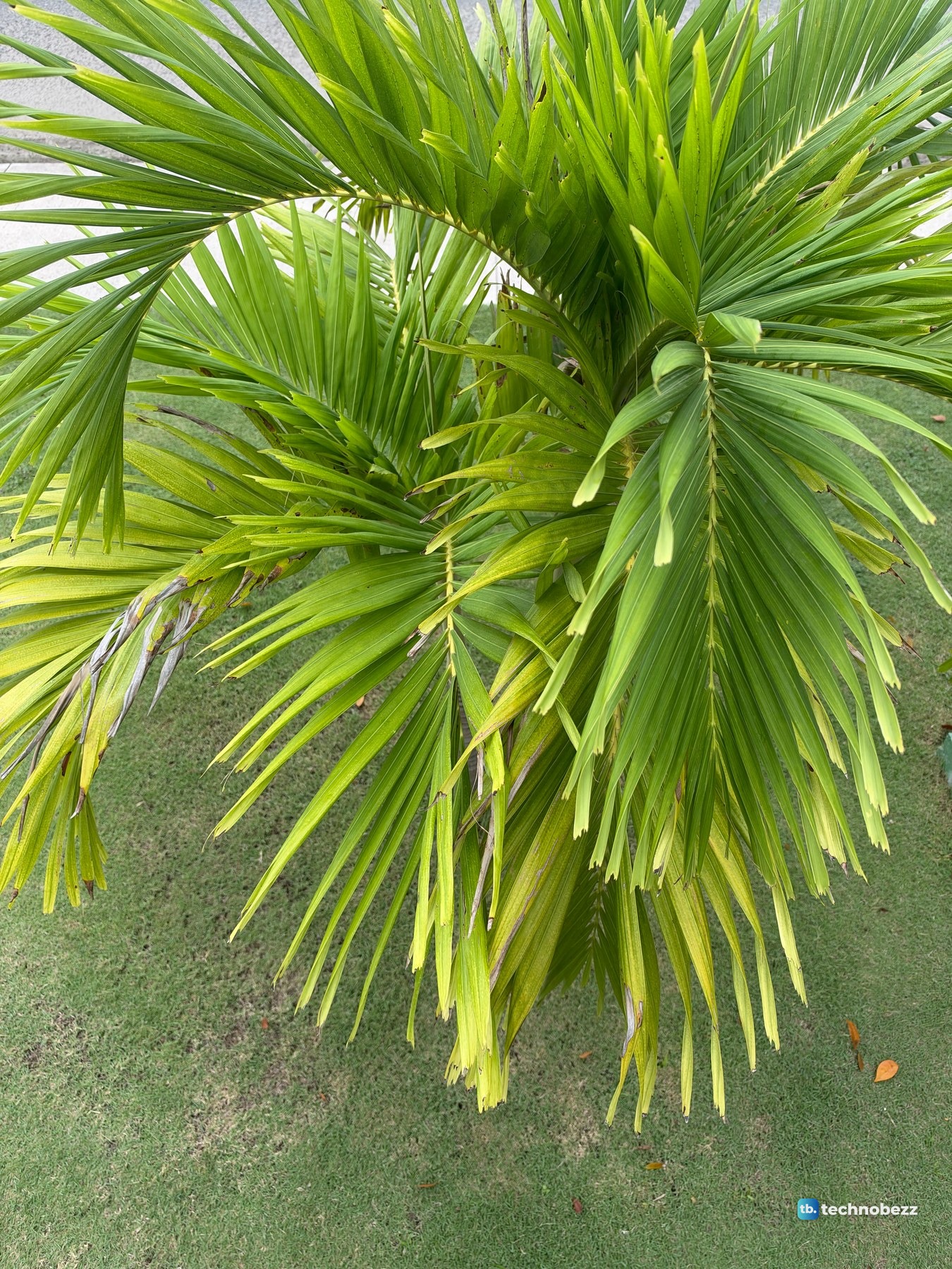 Green palm fronds seen from above with a lawn underneath