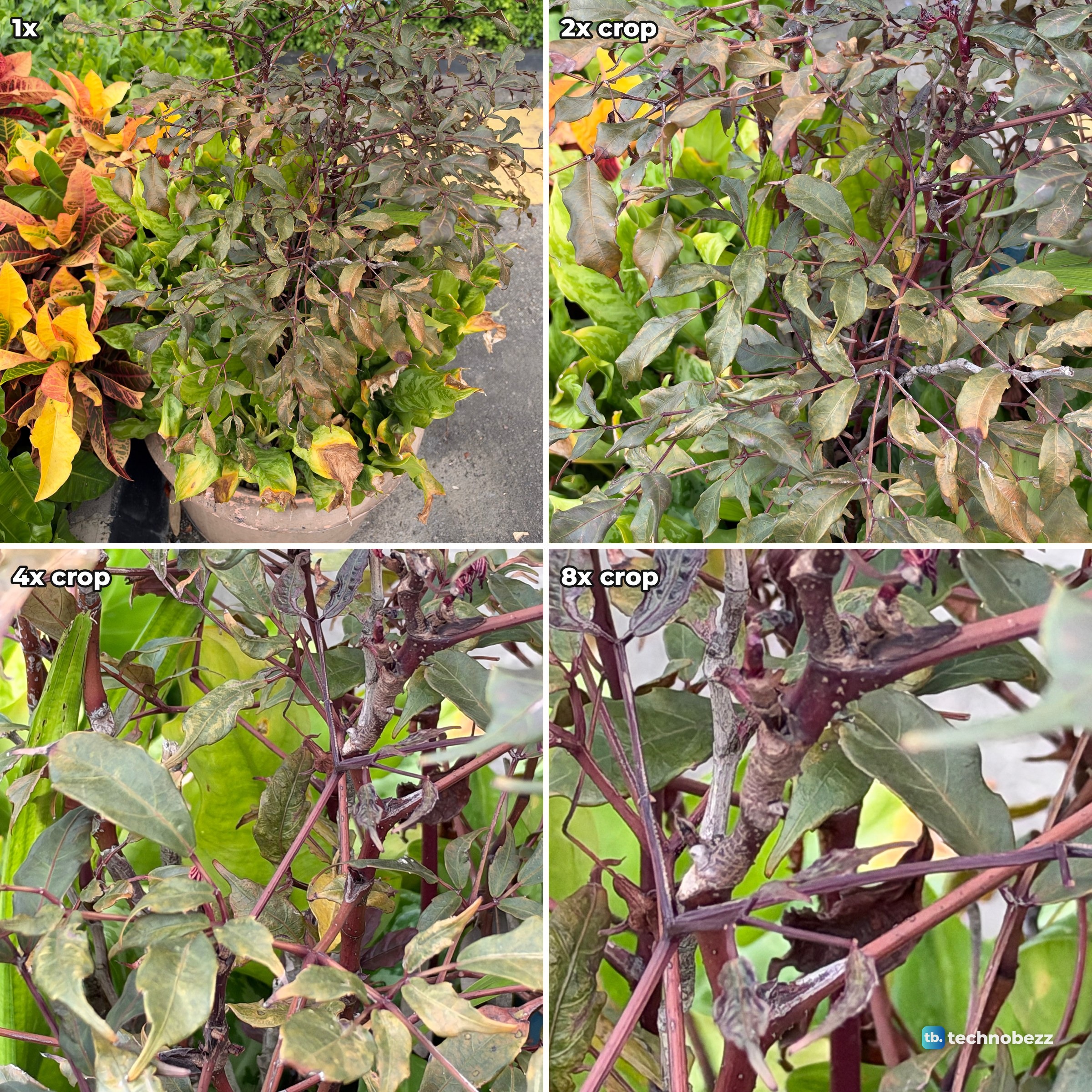 Four photos of a purple-leaf bush in a pot at 1x and at 2x, 4x and 8x digital zoom