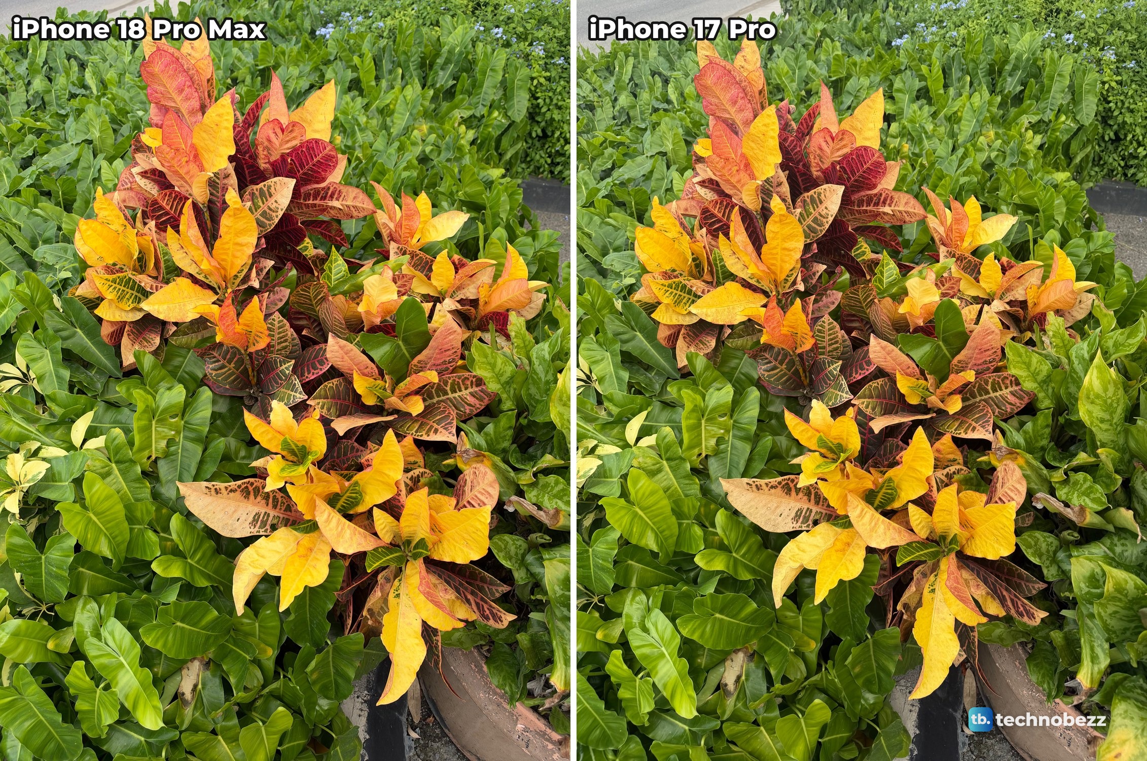 The same orange, red and yellow croton plant photographed with an iPhone 18 Pro Max and an iPhone 17 Pro, shown side by side