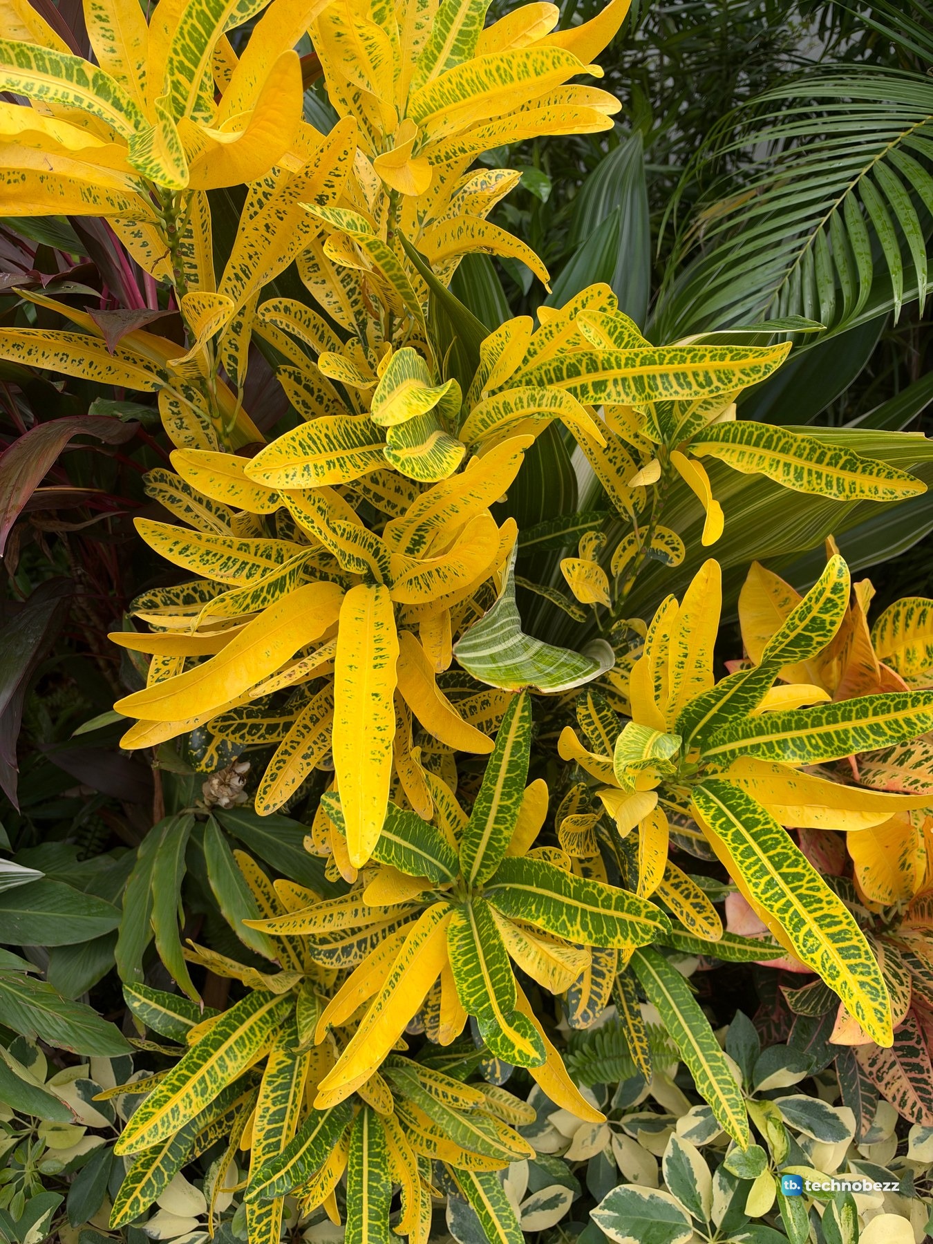 Yellow and green croton leaves photographed with the iPhone 18 Pro Max