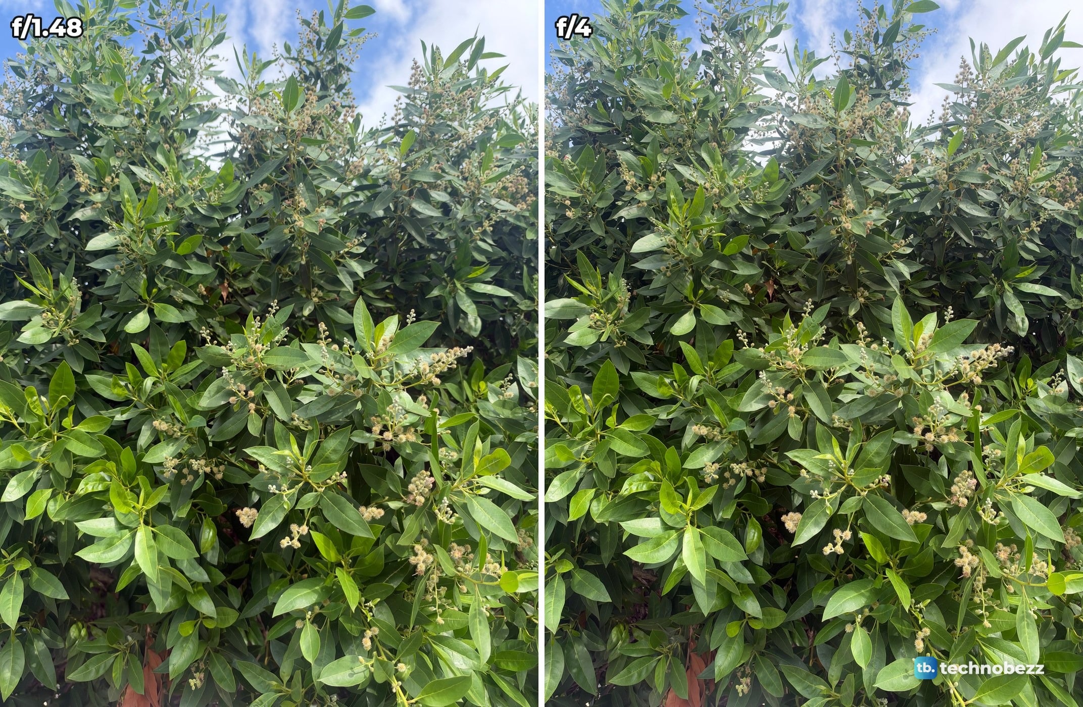 A leafy tree with small round flower heads against a blue sky, photographed at f/1.48 on the left and f/4 on the right