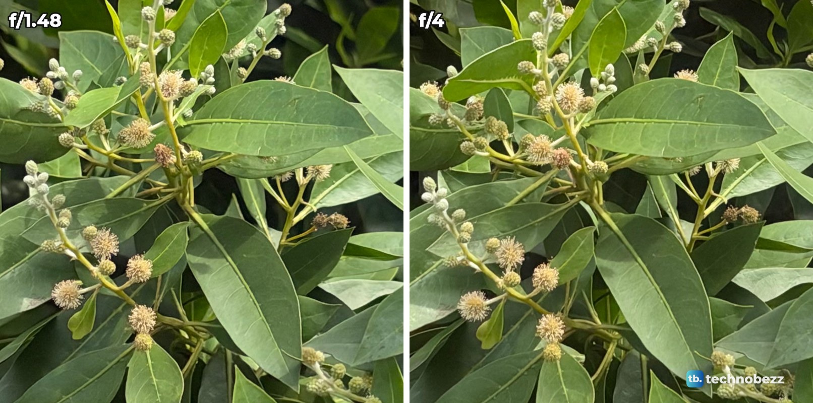Full-size crop of leaves and round flower heads from the middle of the tree photo at f/1.48 and f/4, equally sharp