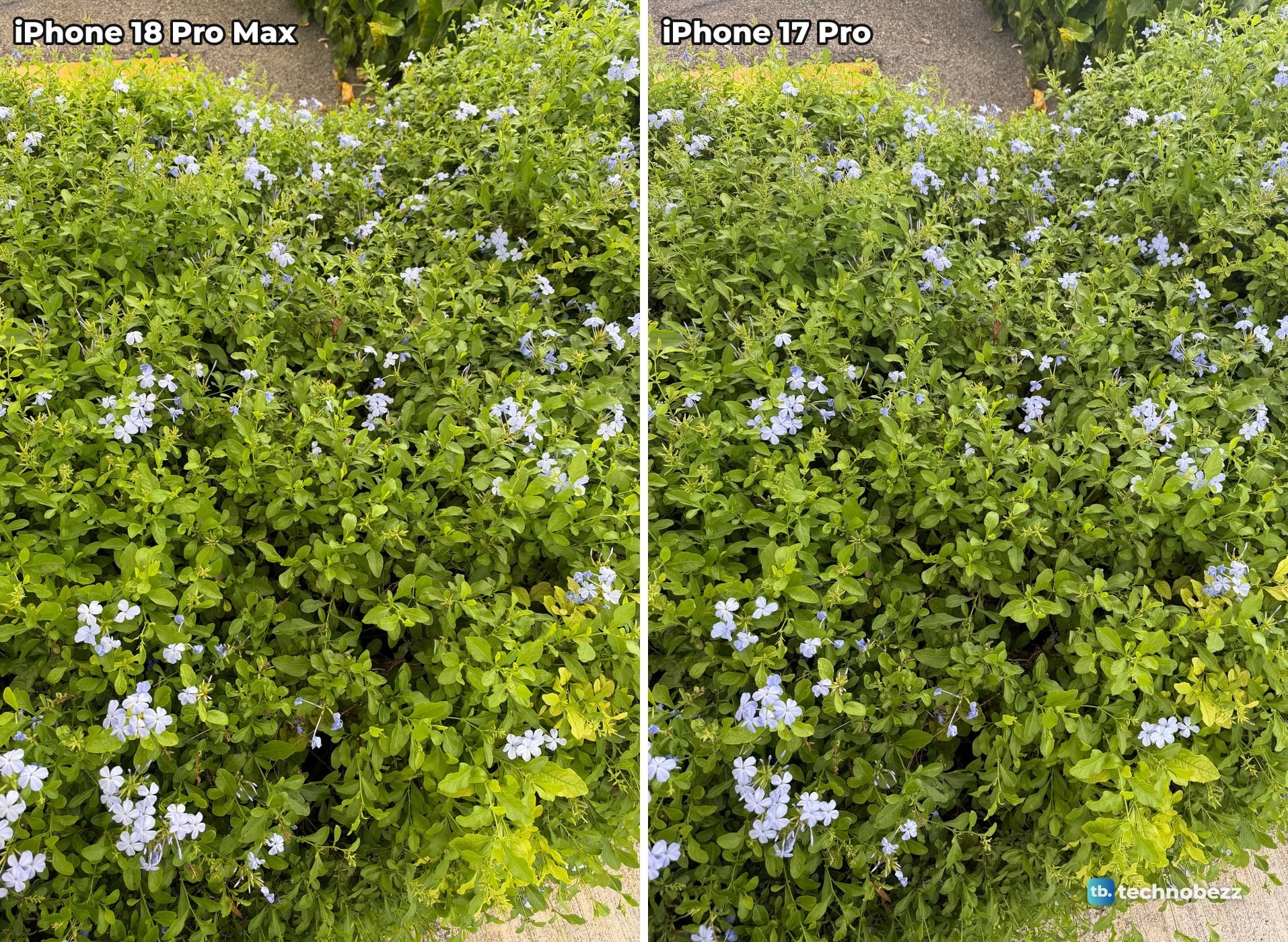 Green plumbago hedge dotted with pale blue flowers, photographed on iPhone 18 Pro Max and iPhone 17 Pro