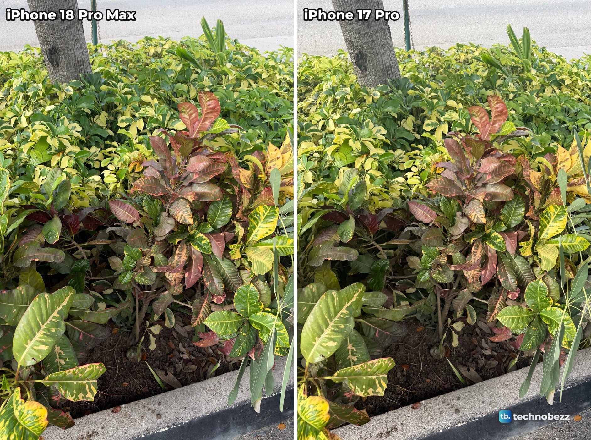 Bed of red, green and yellow croton plants beside a tree trunk and a curb, photographed on iPhone 18 Pro Max and iPhone 17 Pro