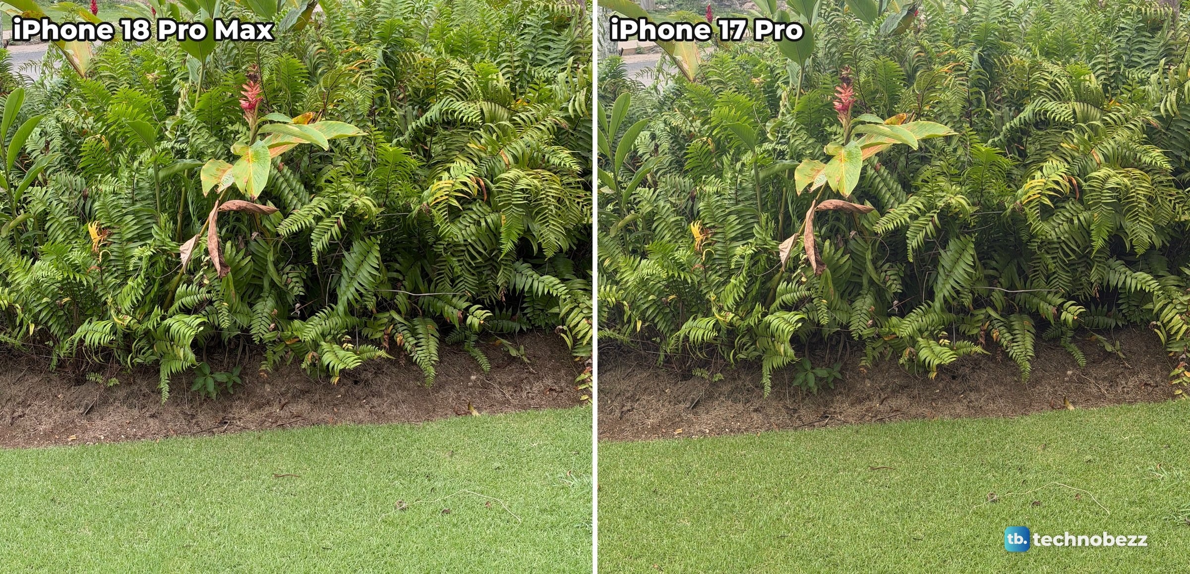 Border of ferns with one red flower spike above a strip of soil and a lawn, photographed at 2x on iPhone 18 Pro Max and iPhone 17 Pro
