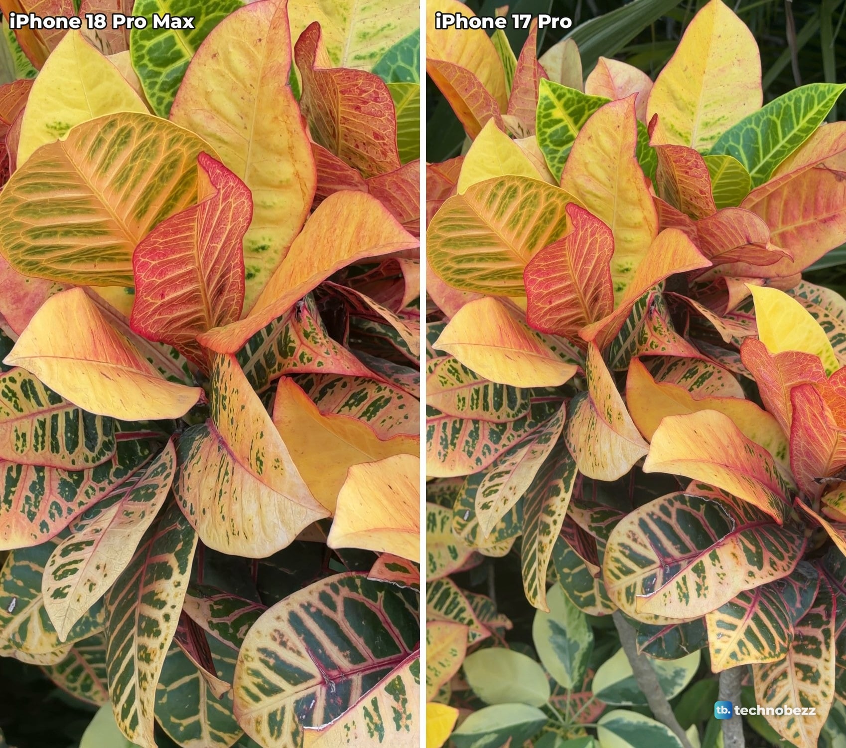 Two frames of red, yellow and green croton leaves from the same moment of 4K video, iPhone 18 Pro Max on the left and iPhone 17 Pro on the right