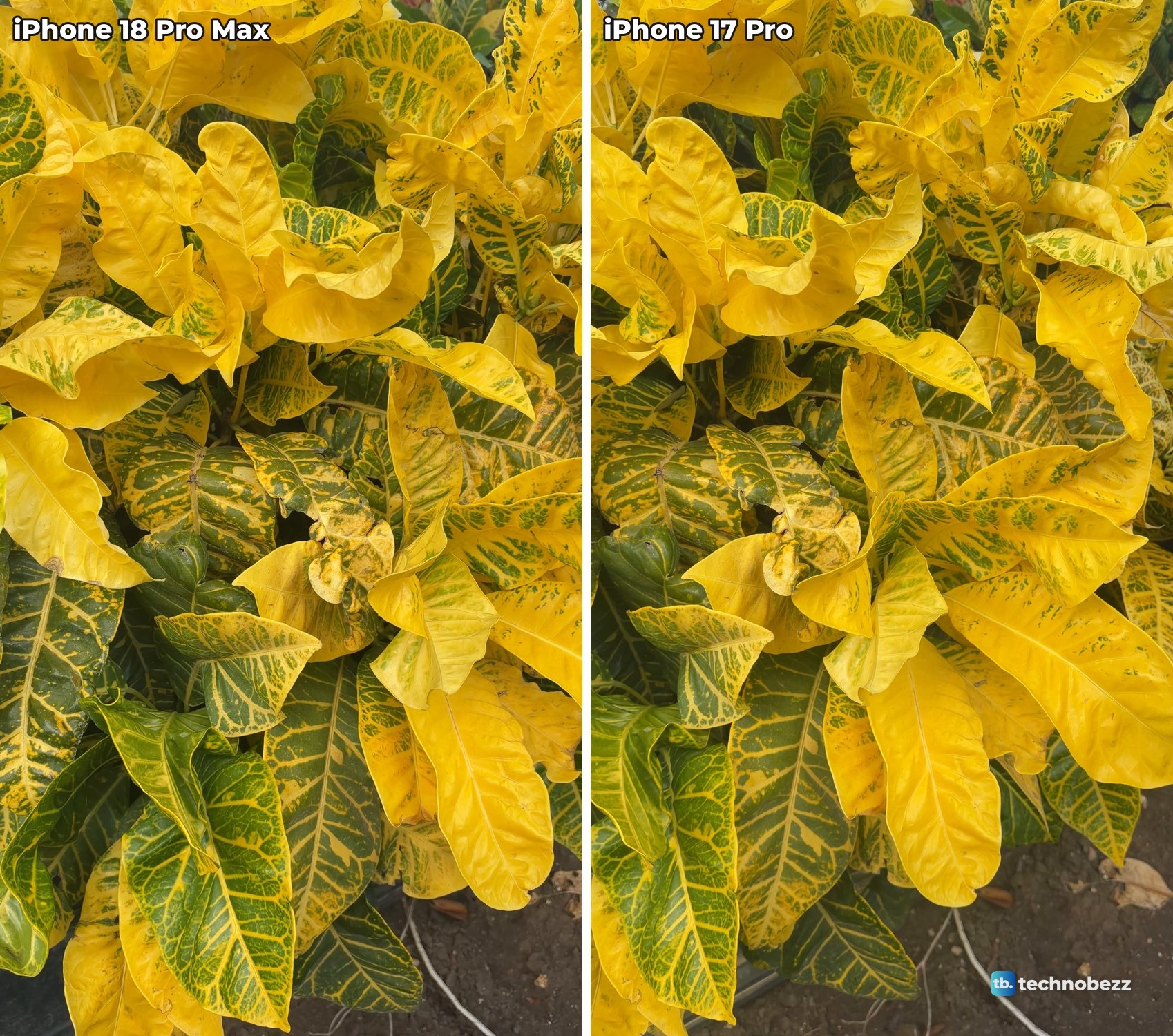 Two frames of bright yellow croton leaves from the same moment of 4K video, iPhone 18 Pro Max on the left and iPhone 17 Pro on the right