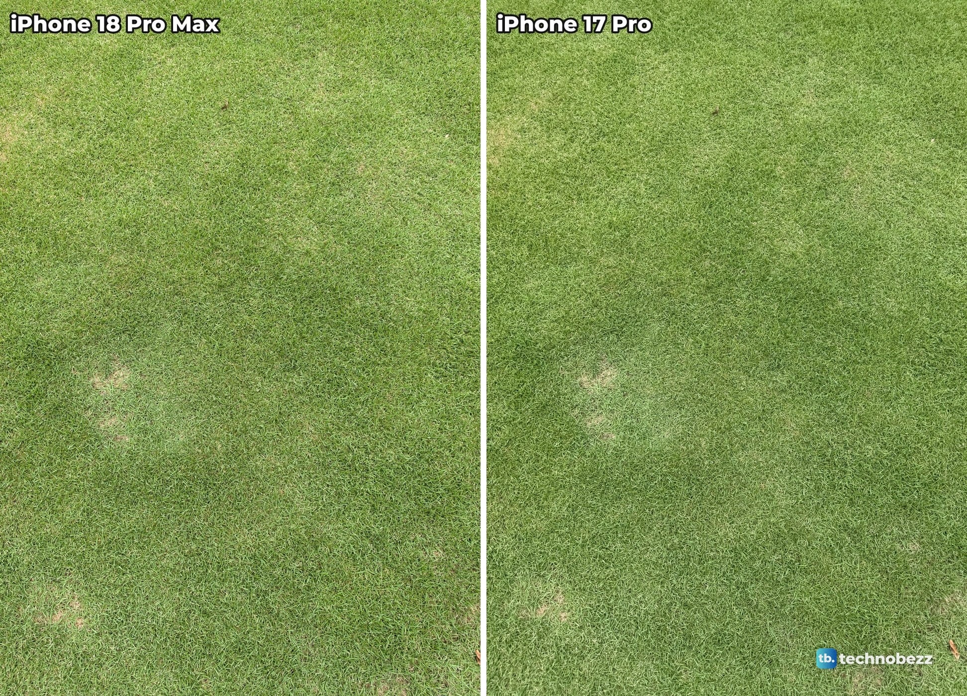 Close view of a green lawn with a few pale patches, photographed on iPhone 18 Pro Max and iPhone 17 Pro