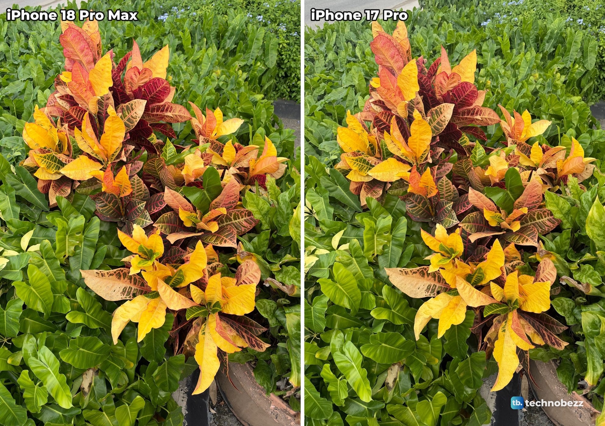 Orange, red and yellow croton in a bed of green leaves, the same plant photographed on iPhone 18 Pro Max and iPhone 17 Pro