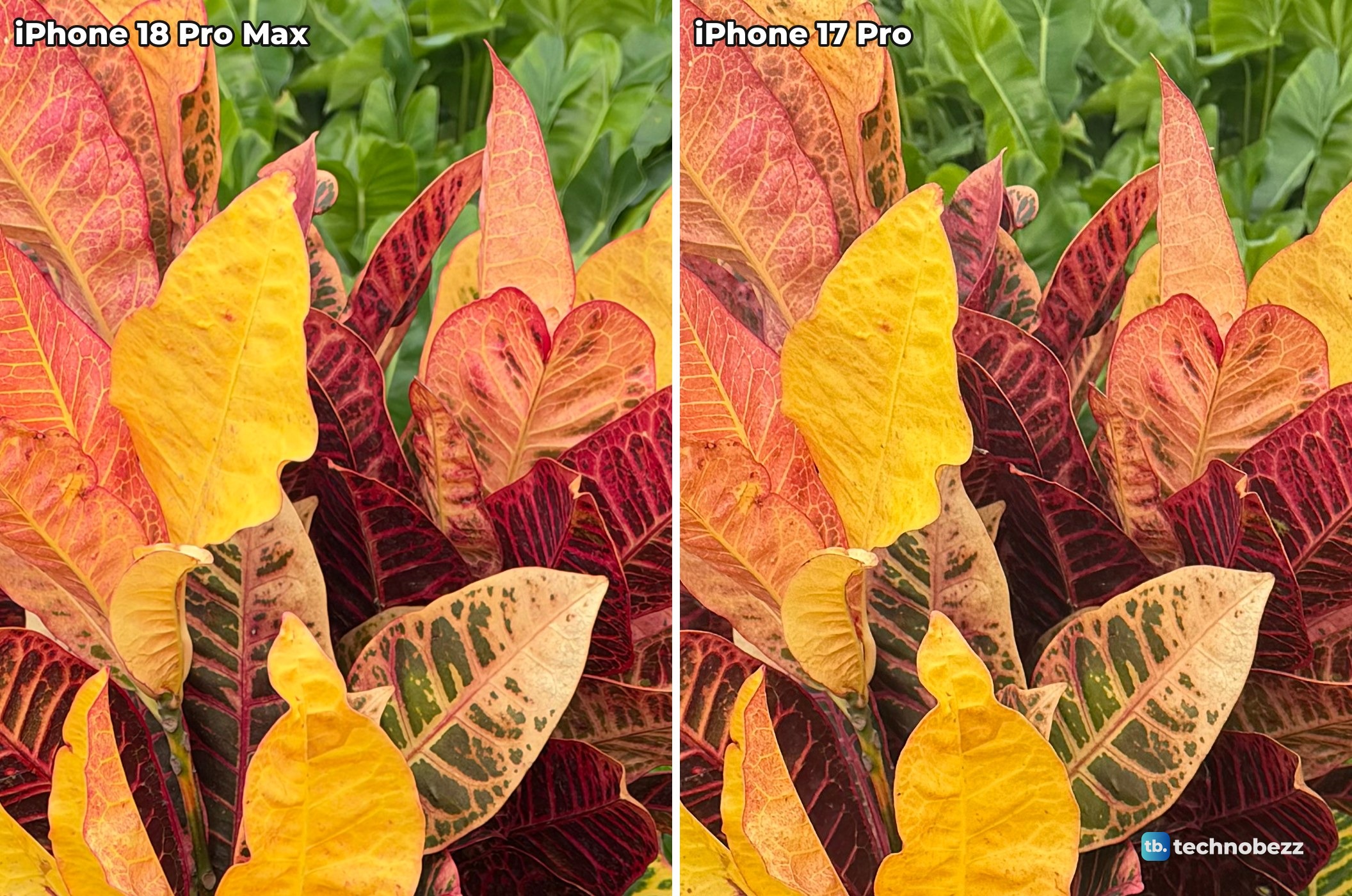Close crop of yellow, orange and dark red croton leaves from the iPhone 18 Pro Max and iPhone 17 Pro photos