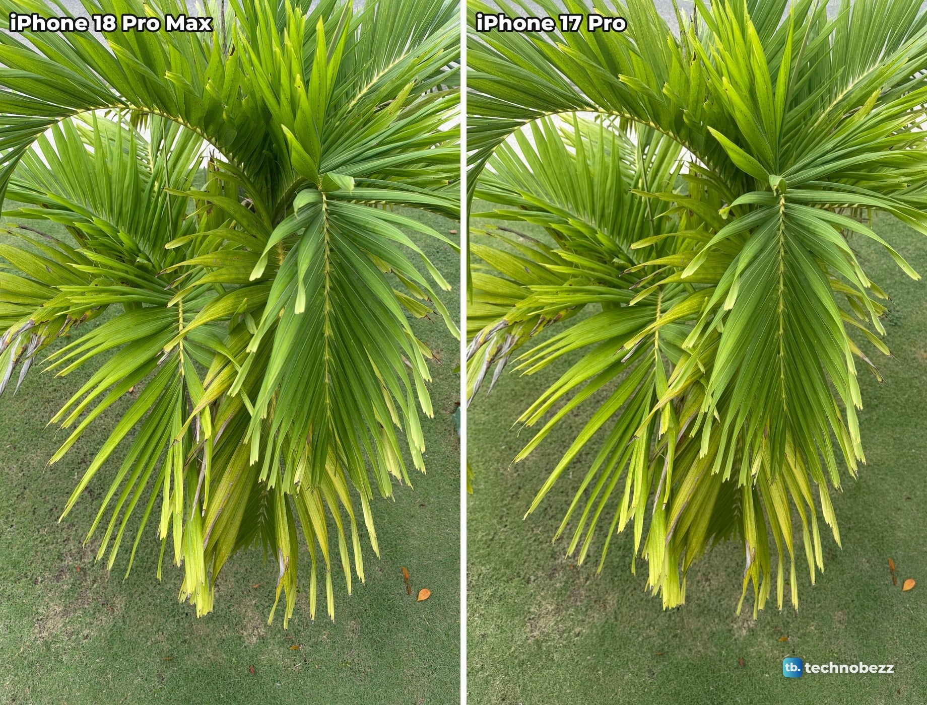 Green palm fronds seen from above over a lawn, photographed on iPhone 18 Pro Max and iPhone 17 Pro
