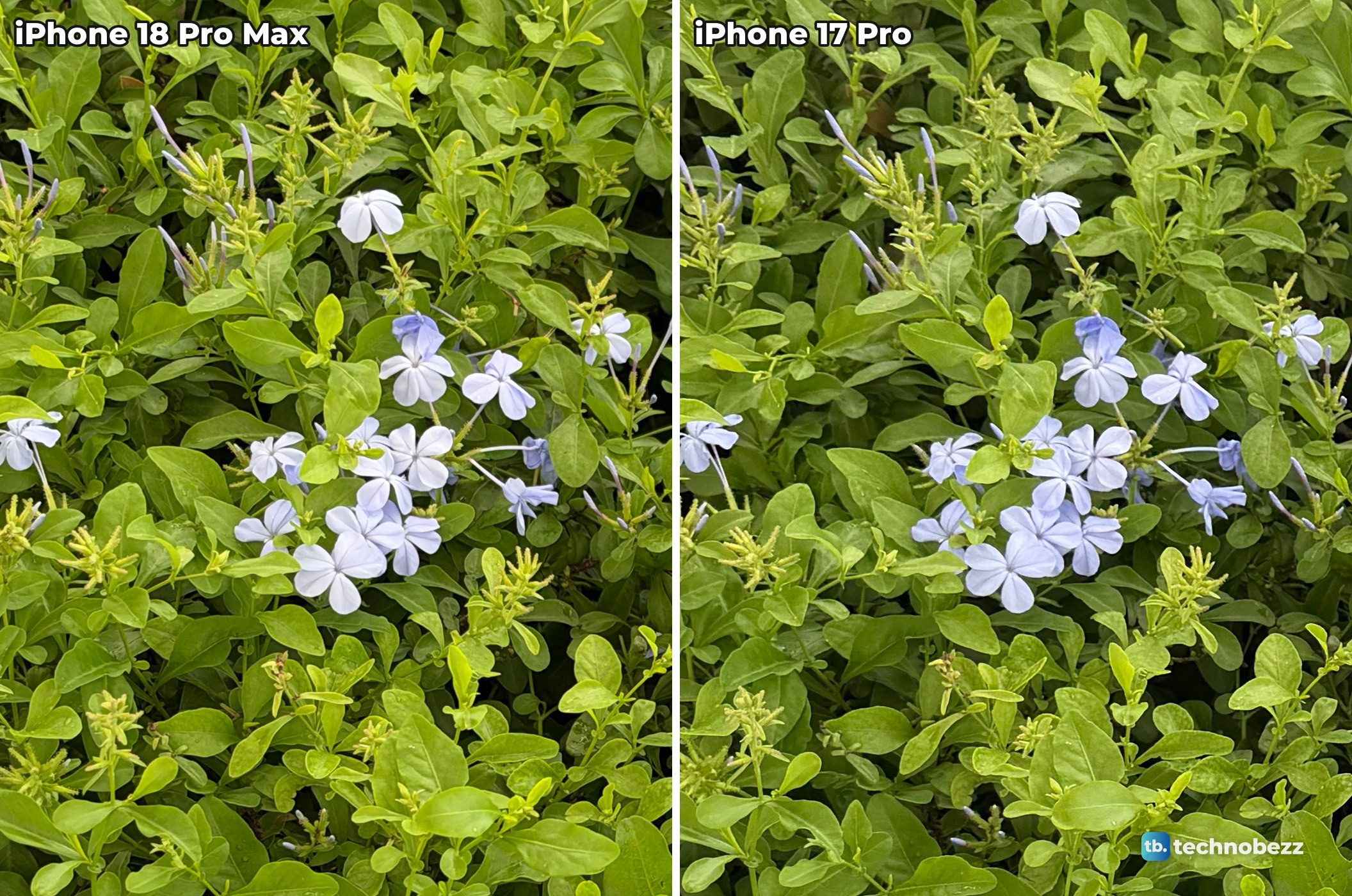 Close crop of pale blue plumbago flowers among green leaves from the iPhone 18 Pro Max and iPhone 17 Pro photos