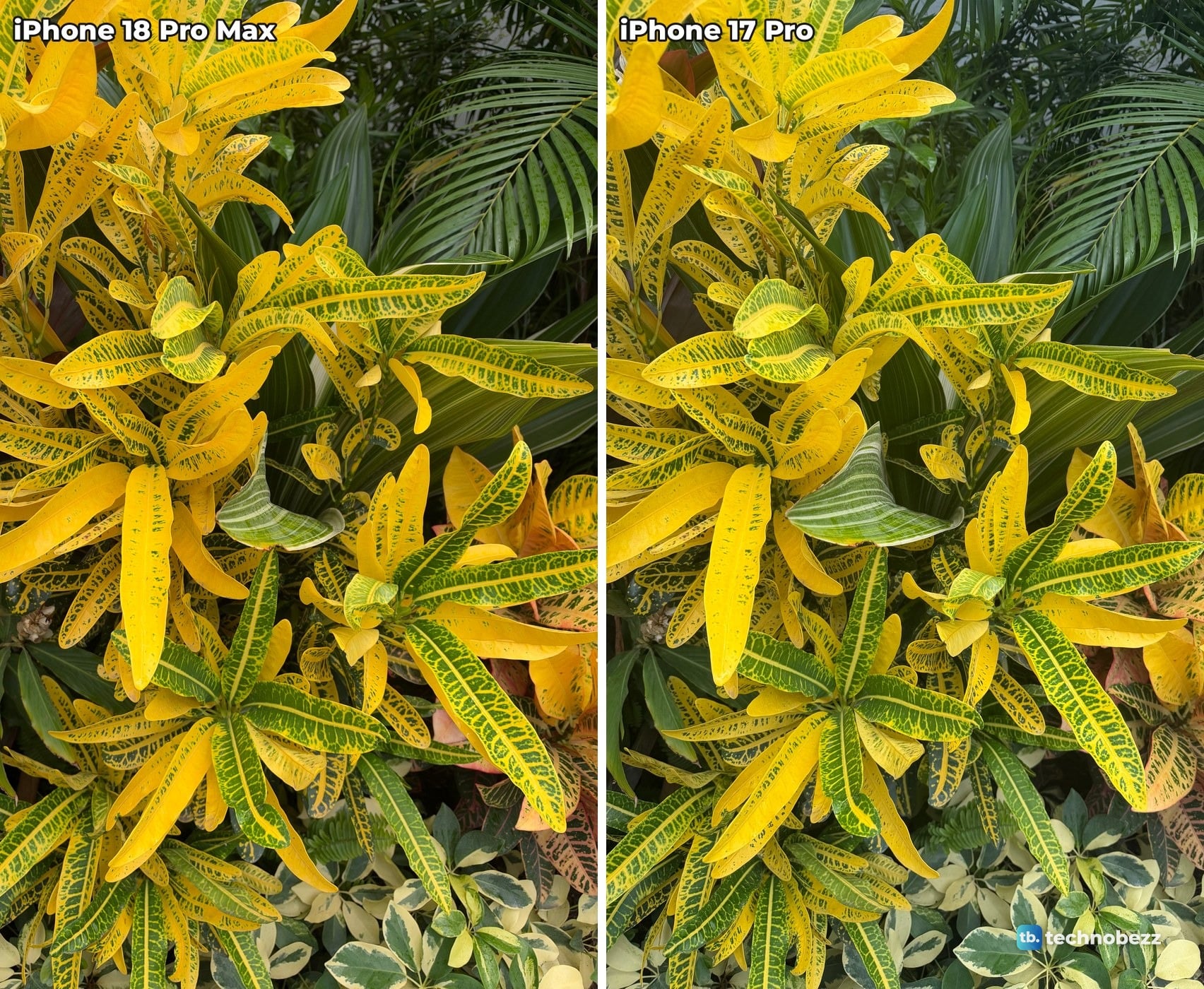 Yellow and green croton leaves with dark palm leaves behind, photographed on iPhone 18 Pro Max and iPhone 17 Pro